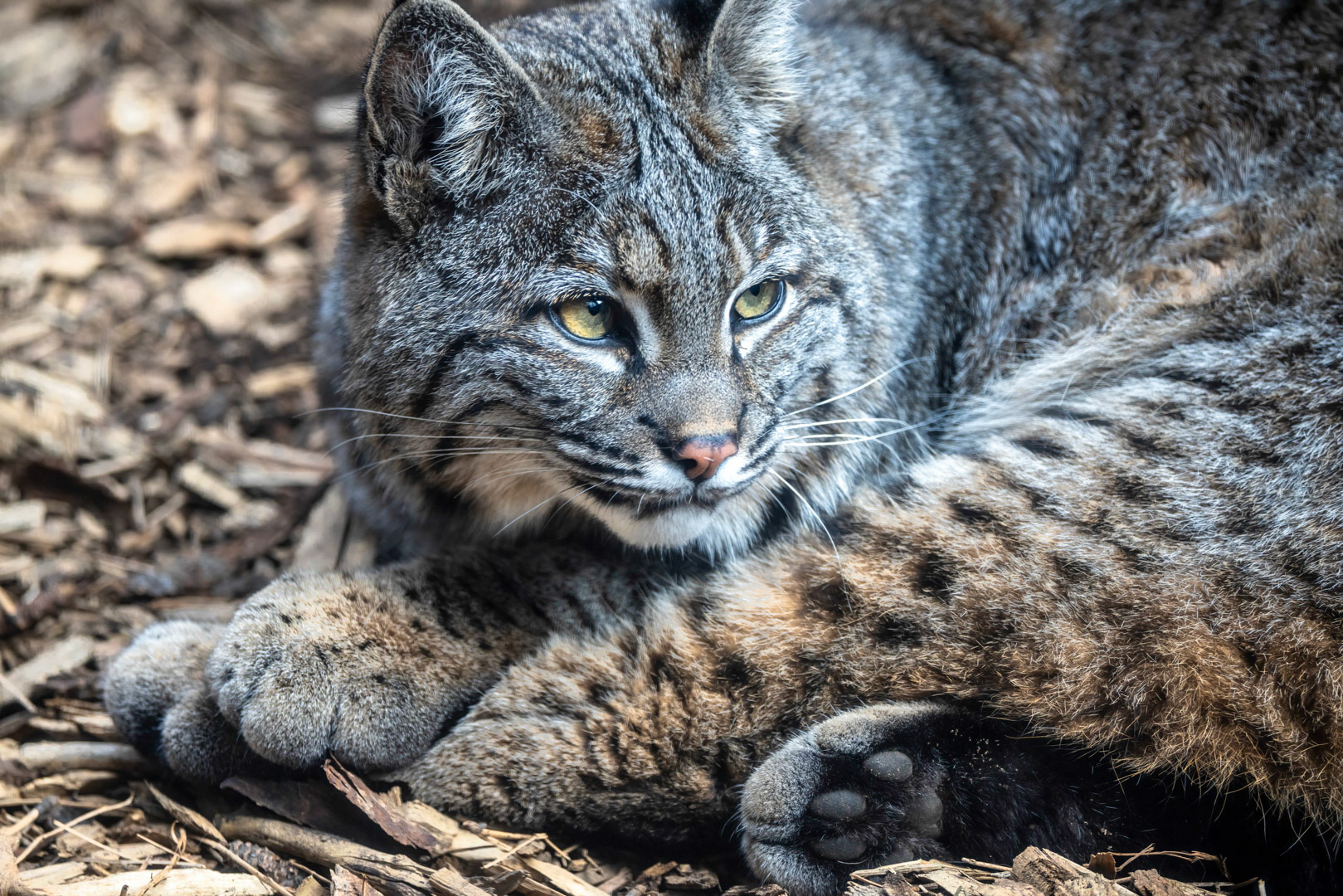 Alert - Bobcat - High Desert Museum,  Bend, OR