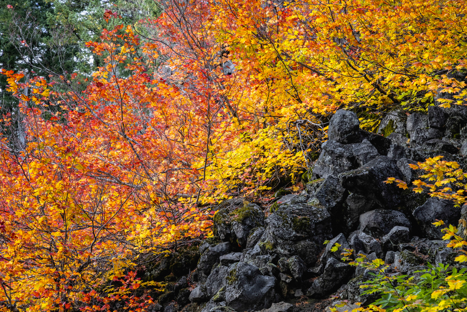 Autumn Lava - Deschutes County, OR