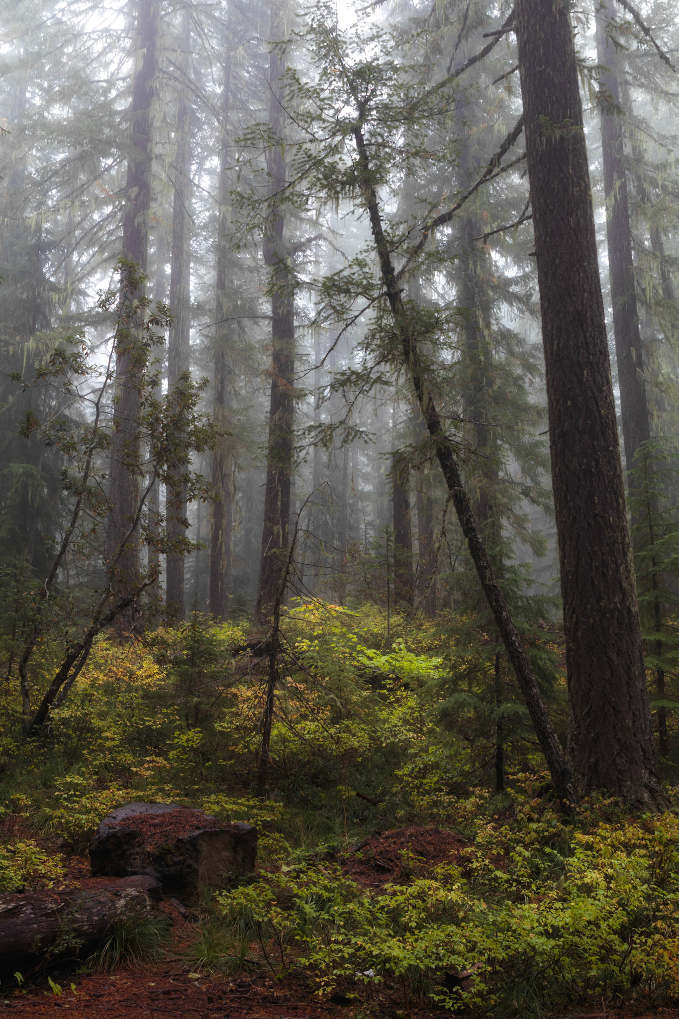 Forest in the Fog- Three Sisters Wilderness, OR