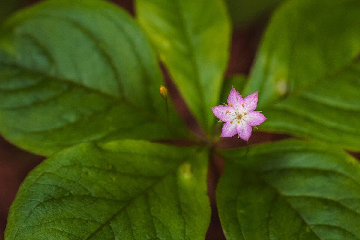 Pacific Starflower 