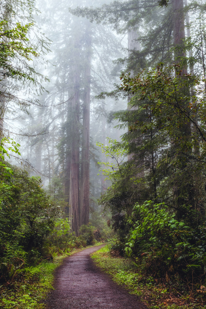 A Stroll in the Redwoods