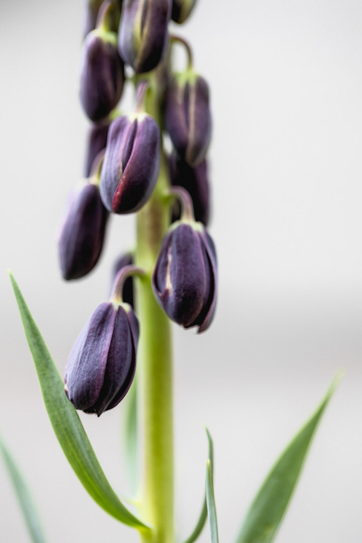 Dark Beauty - Persica Fritillaria  Lily