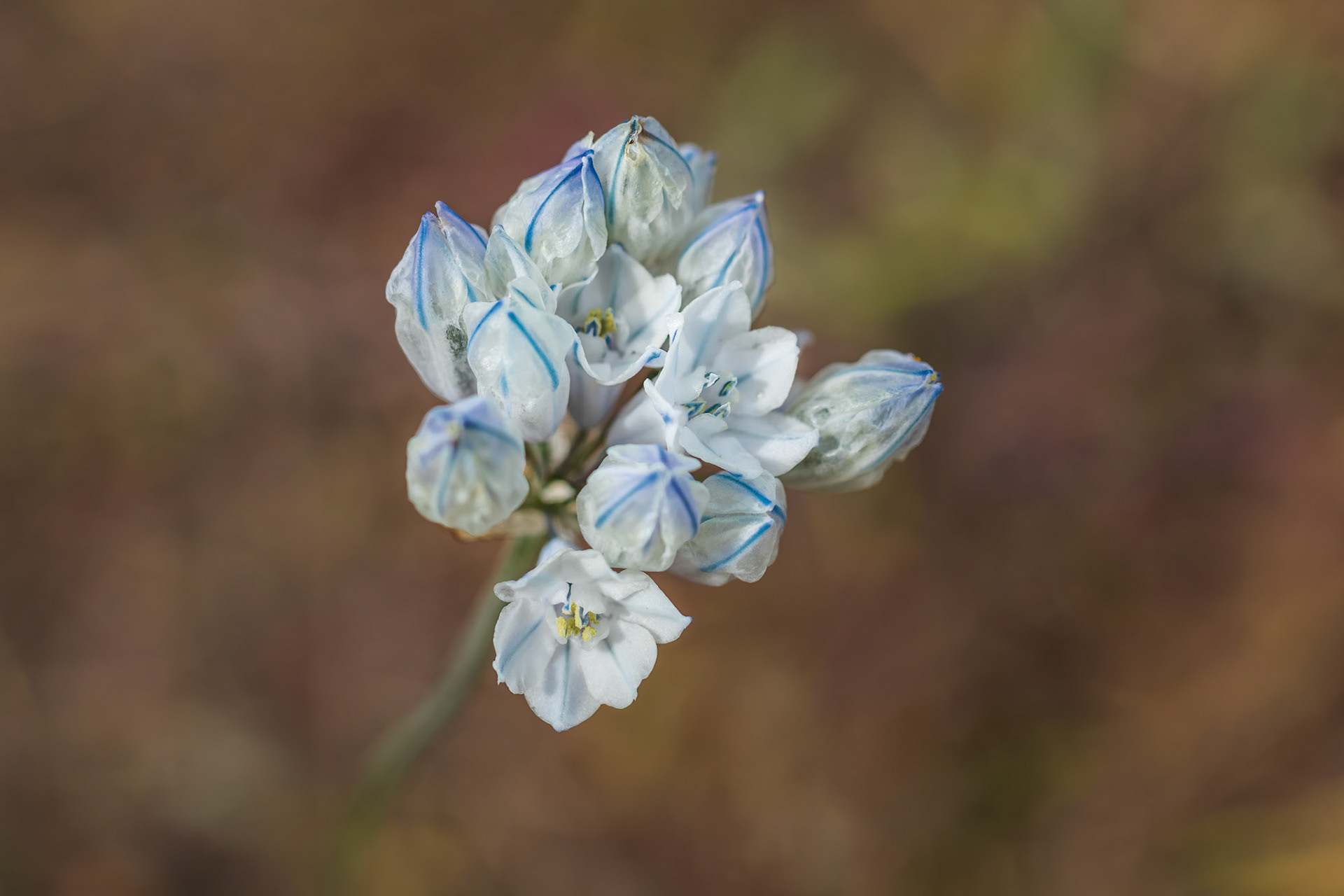 Wild Hyacinth