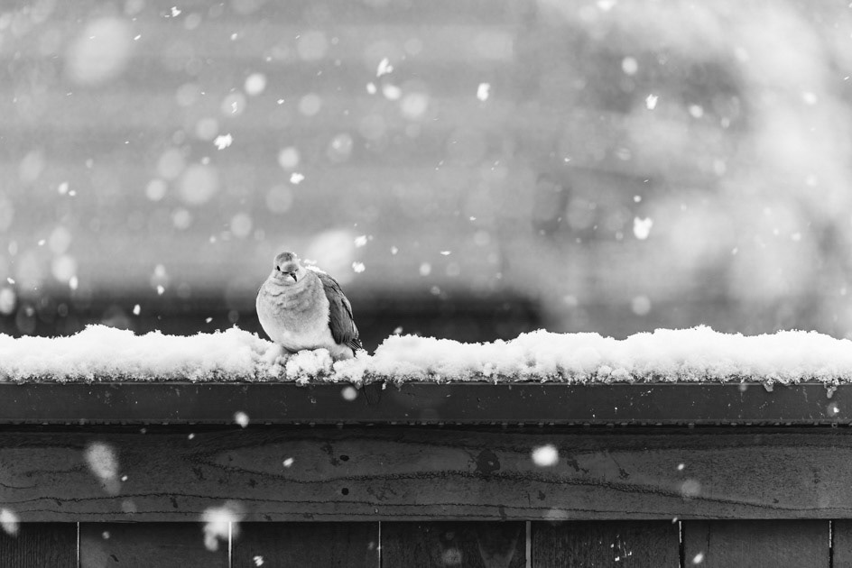 Winter Dove- Mourning Dove