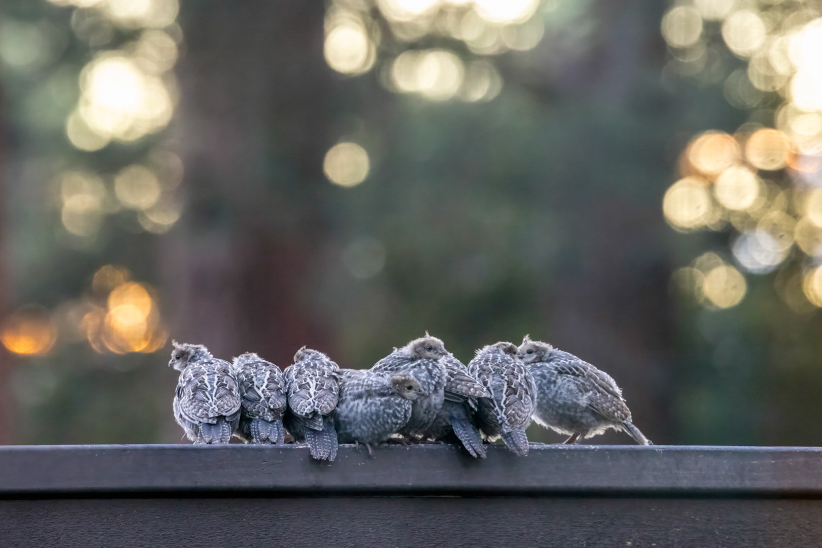 Quail Huddle - Bend, OR
