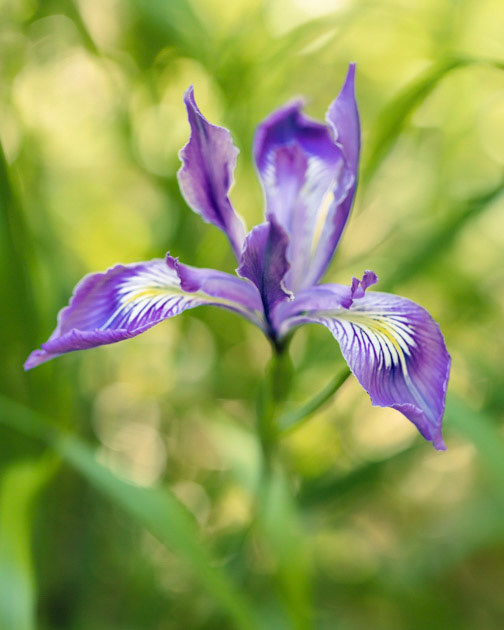 Iris in the Wild- Iris tenax