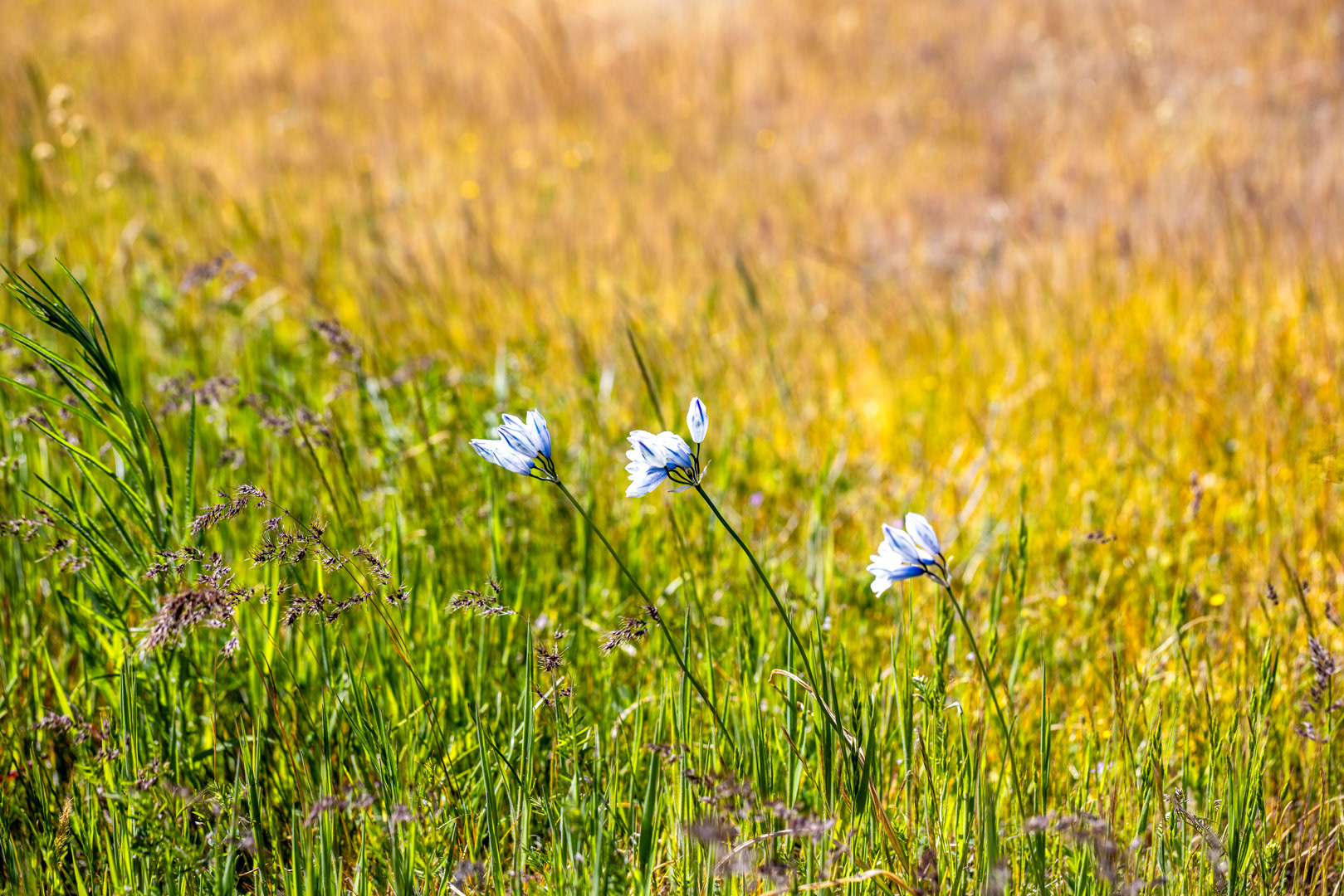Tripletlily in the Wind - Columbia River Gorge, OR