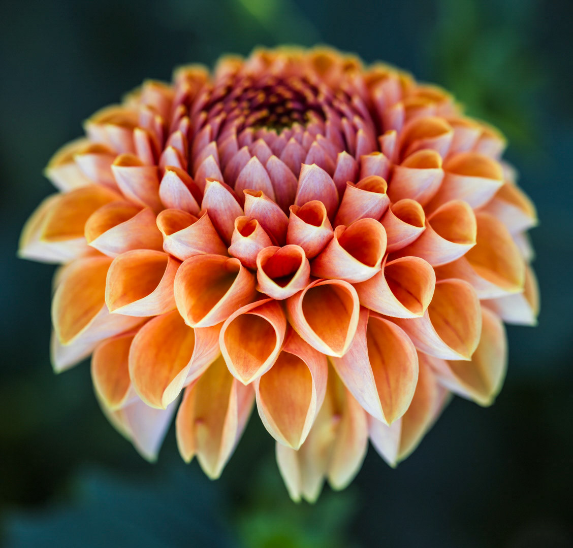 Heart of a Dahlia -  Swan Island Dahlias, OR