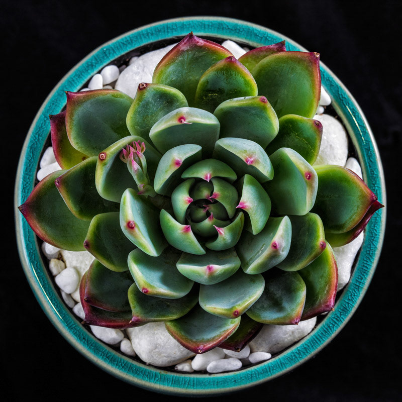 Succulent Round