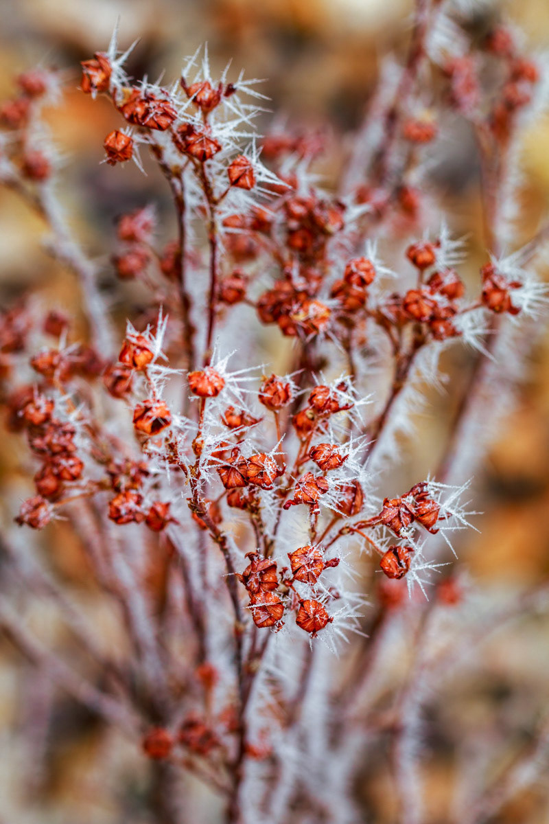 Frost Thorns- Bend, OR