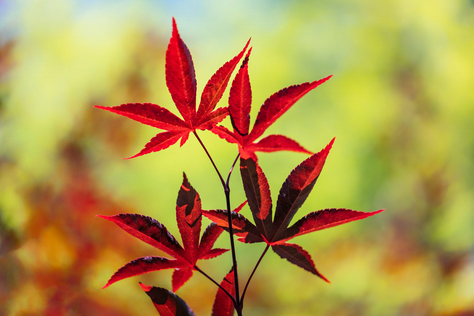 Reaching Red- Maple tree, South Carolina