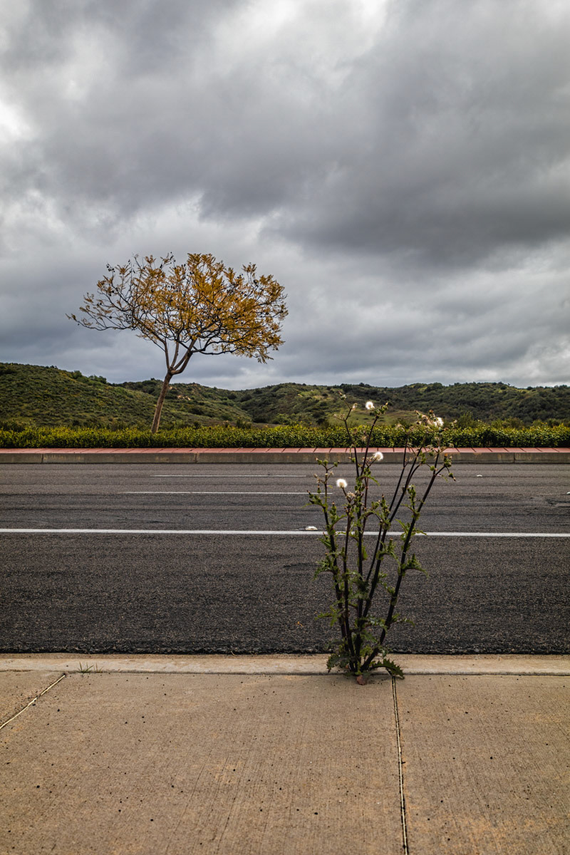 Neglect- Rancho Santa Margarita , CA