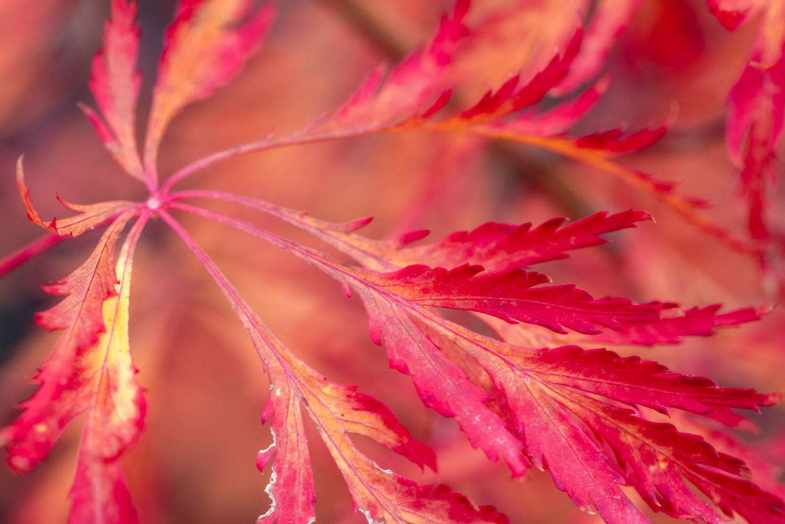 Spreading Flames - Ice Dragon Maple- Oregon