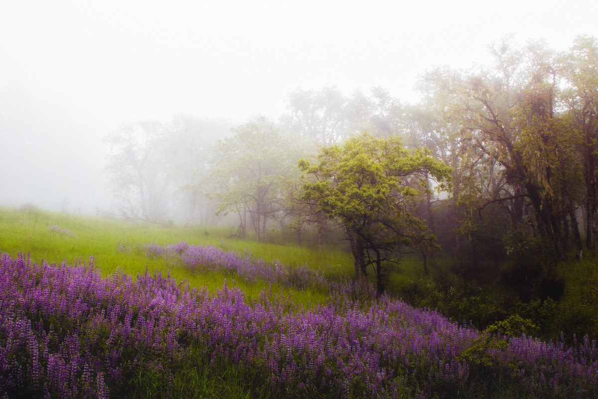 Foggy Lupine Meadow