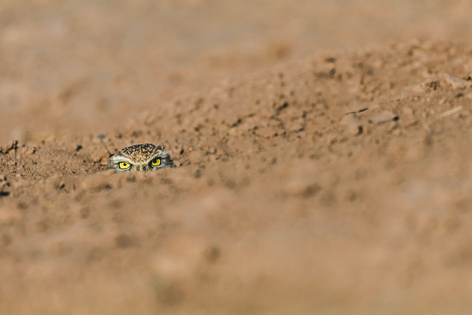 Burrowing Owl at the Salton Sea, CA Who-zzat?