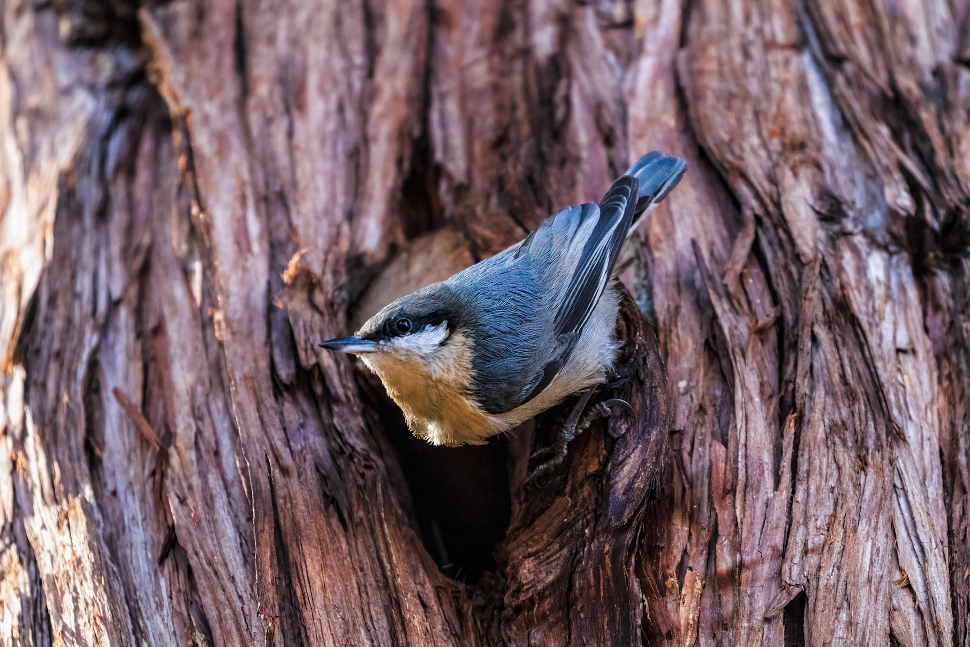 Pygmy Nuthatch