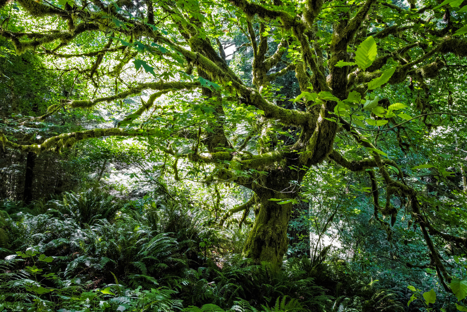 Overgrown - Redwood National Park, CA
