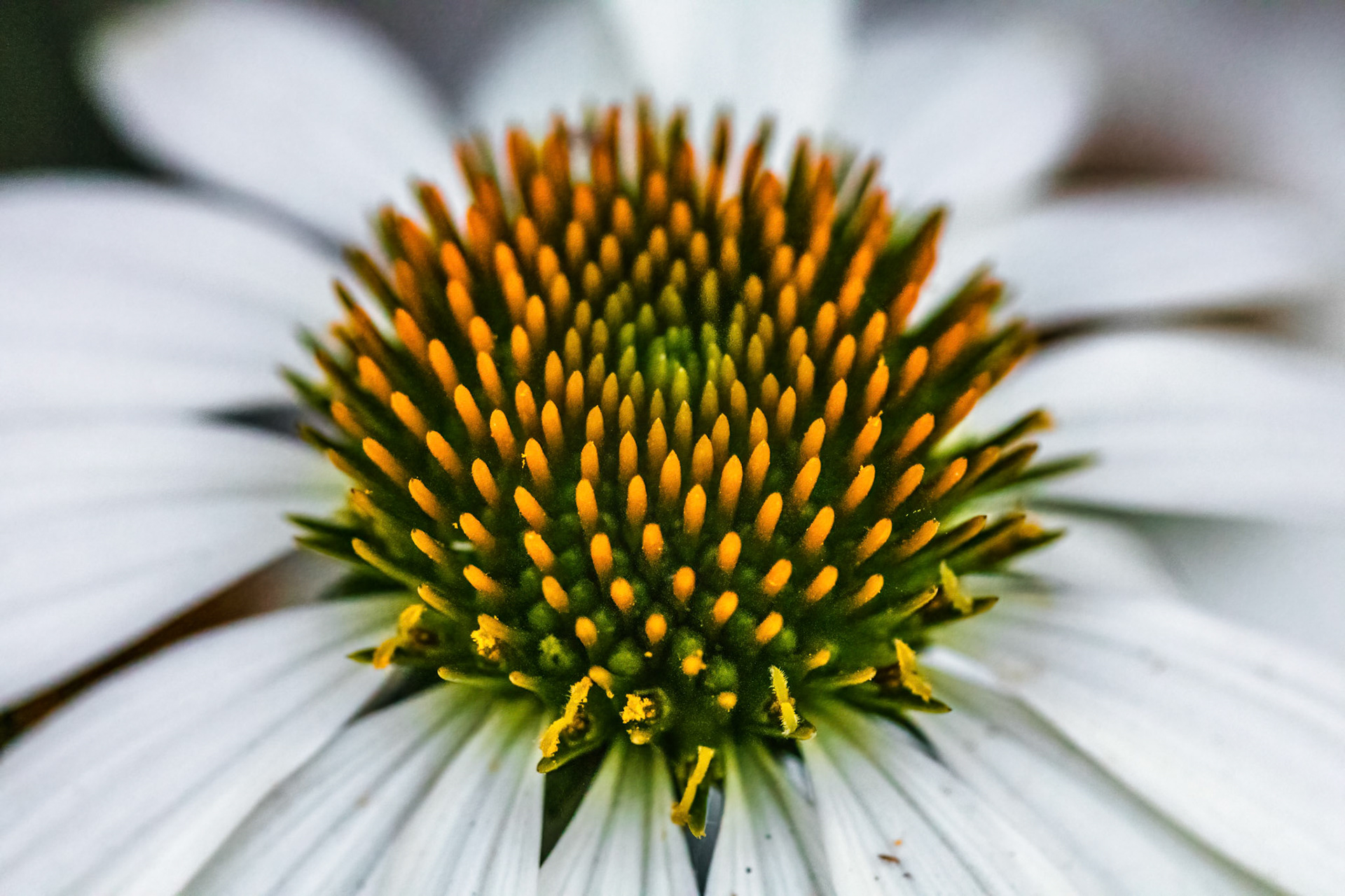 Echinacea Explosion