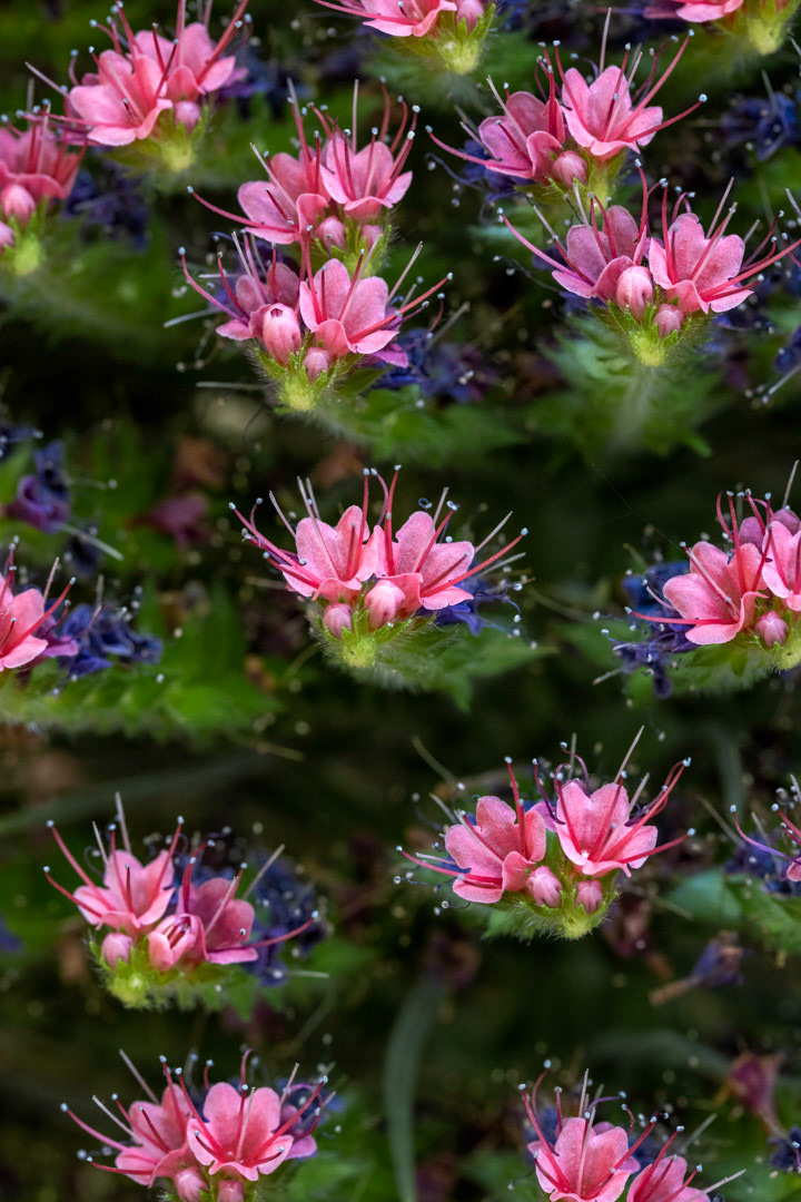 Pretty in Pink - Echium Wildpretii