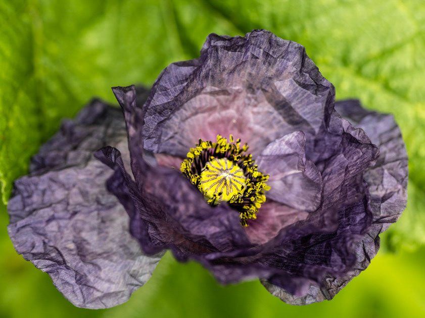 Amazing- amazing grey shirley poppies