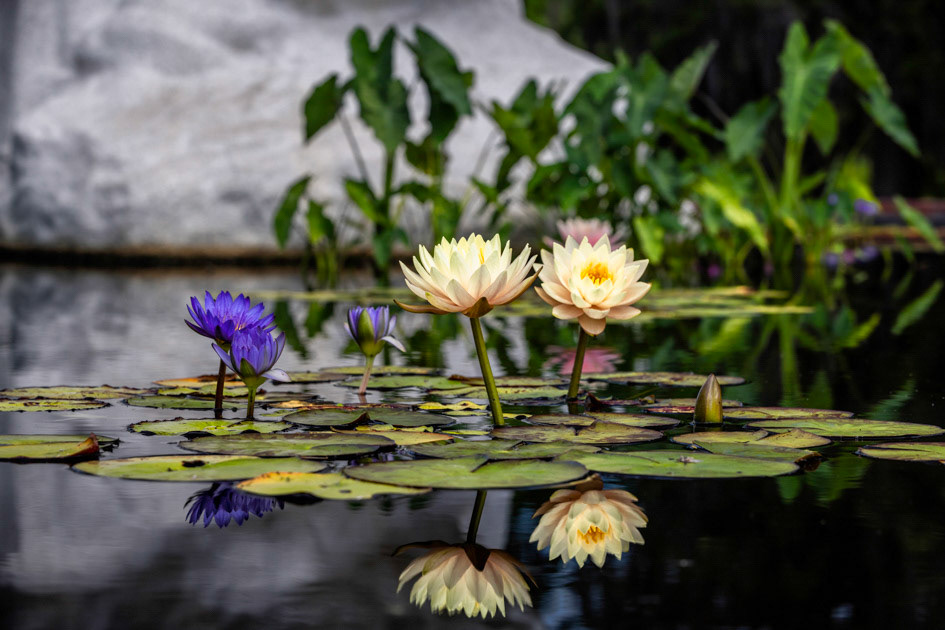 Above and Below- Water Lilies