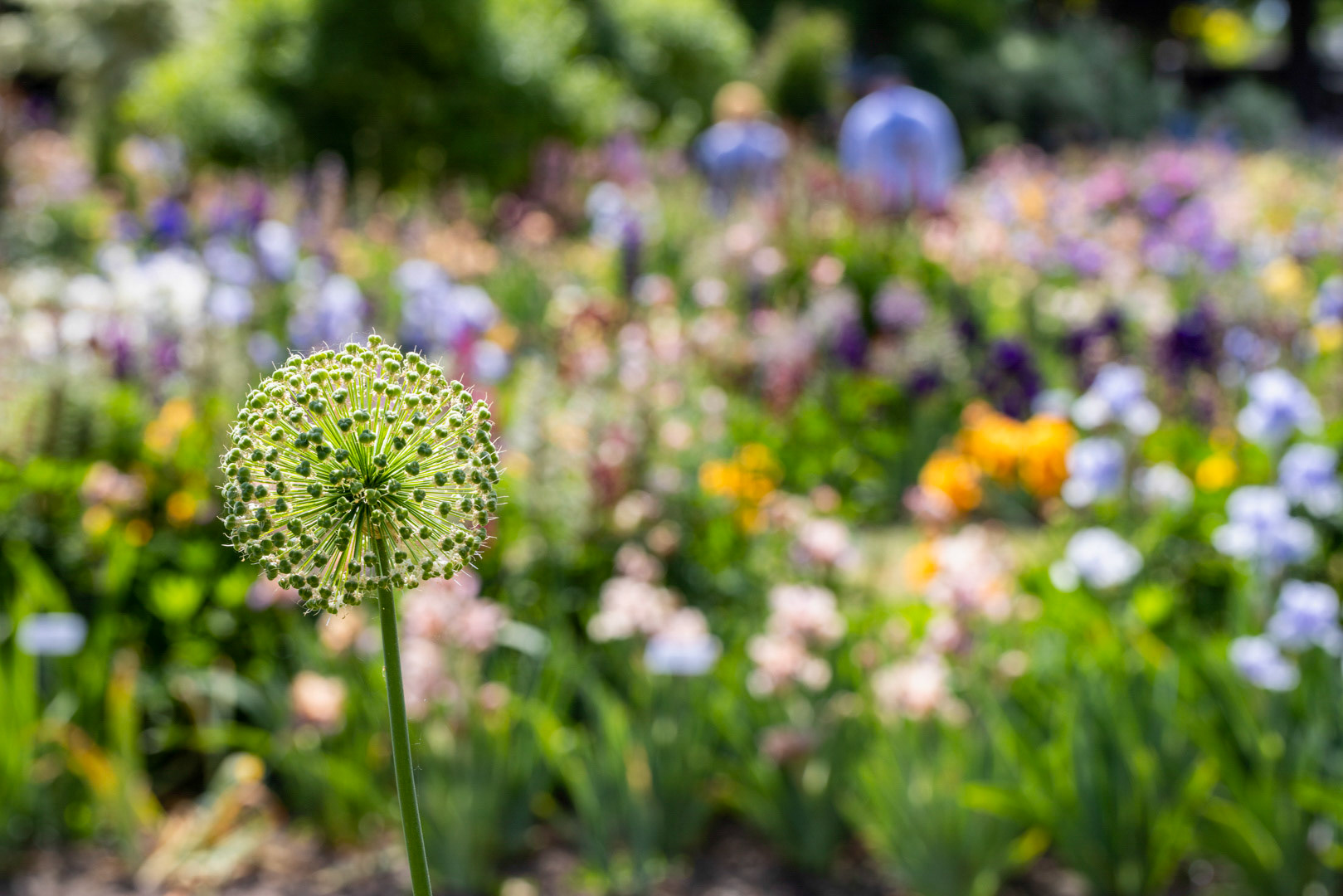 Garden Afternoon - Schreiner's Gardens, OR