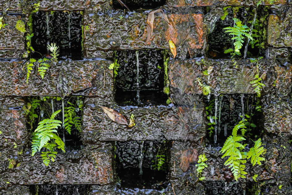 Dripping- South Carolina