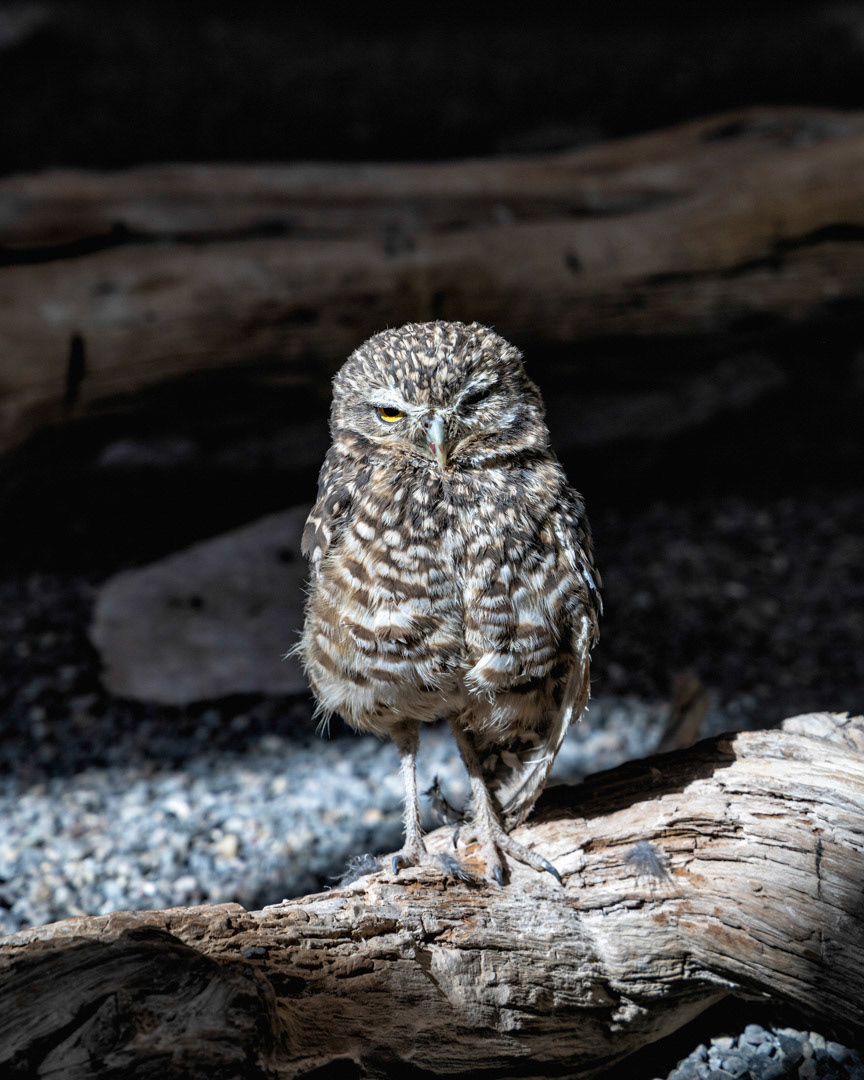 Unamused - Burrowing Owl - High Desert Museum, Bend, OR