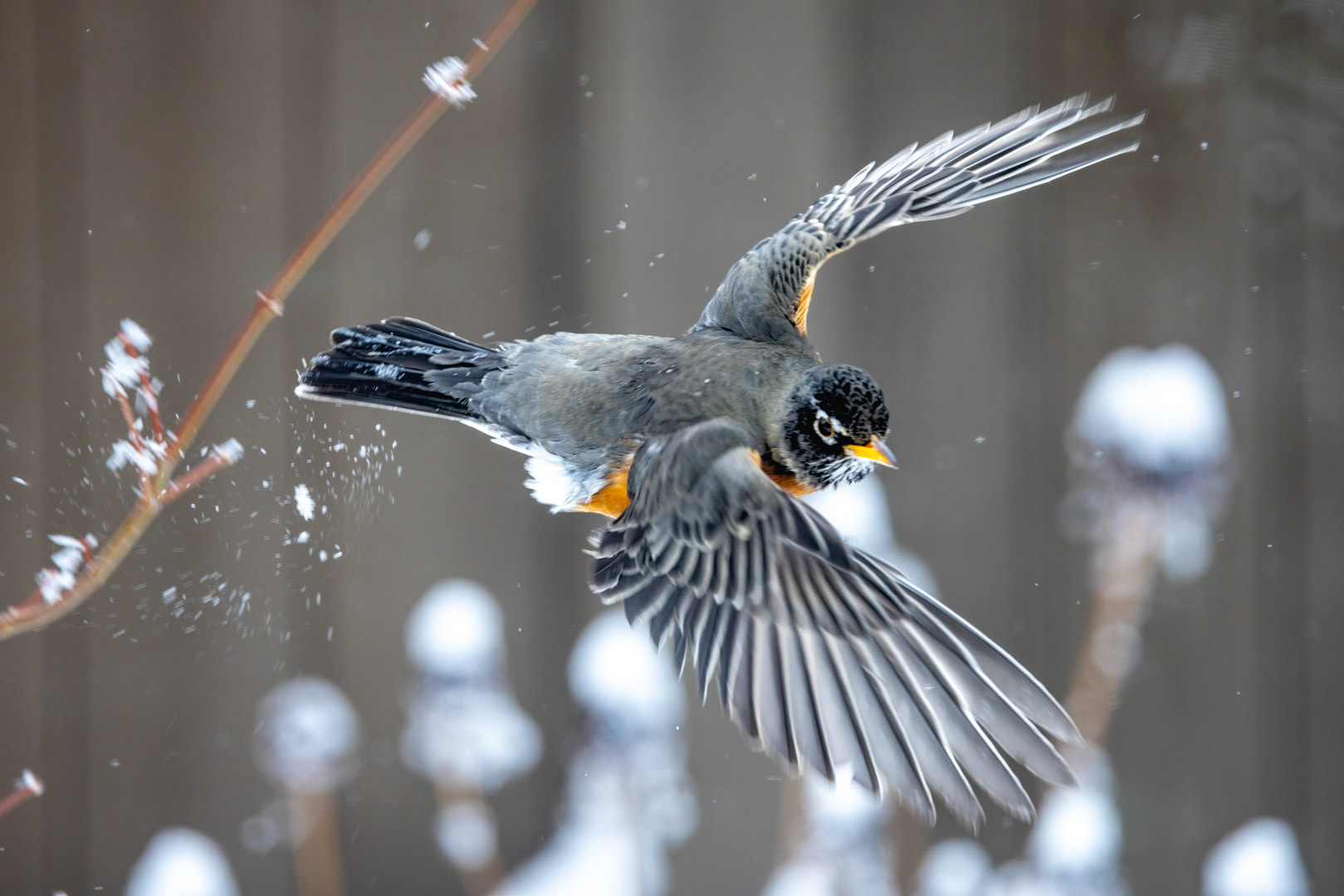 Launch - American Robin - Bend, OR