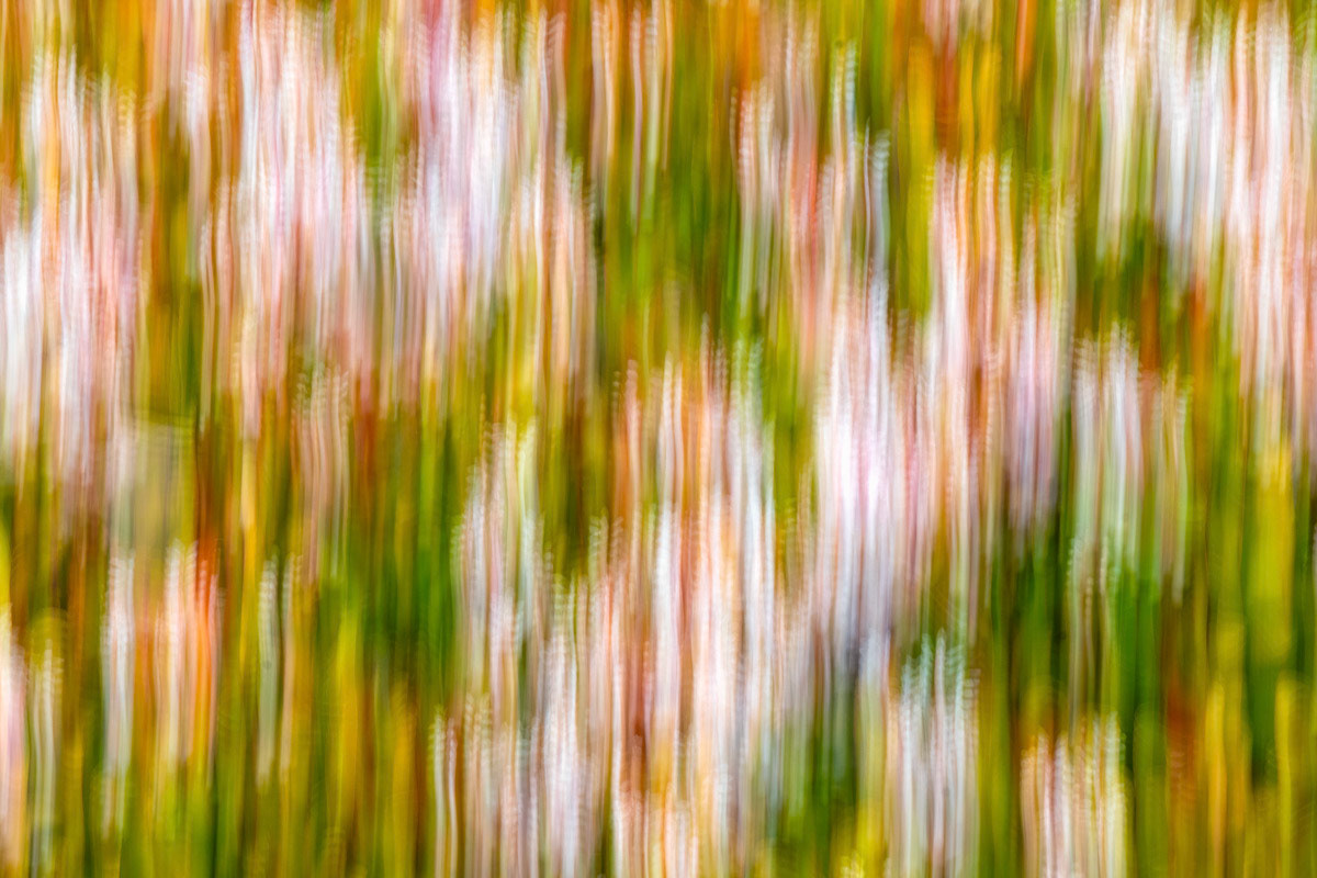 Nature's Quilt- Rancho Santa Margarita, CA