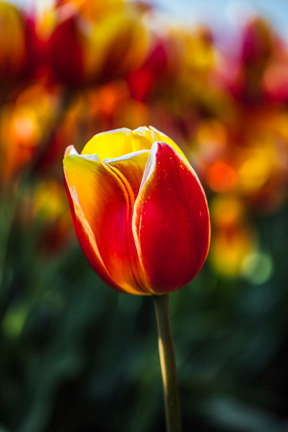 Inner Fire- Denmark Tulip