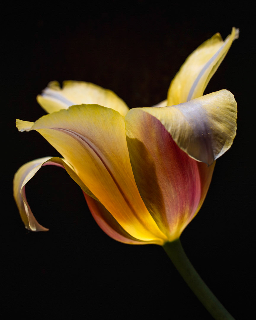 Heart of the Sun - Blushing Beauty Tulip- Bend, OR