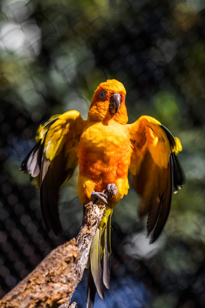 Sun Conure- Santa Ana Zoo