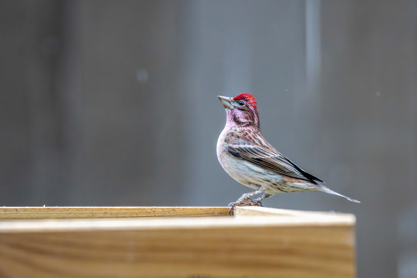 Contemplation - Cassin's Finch - Bend, OR