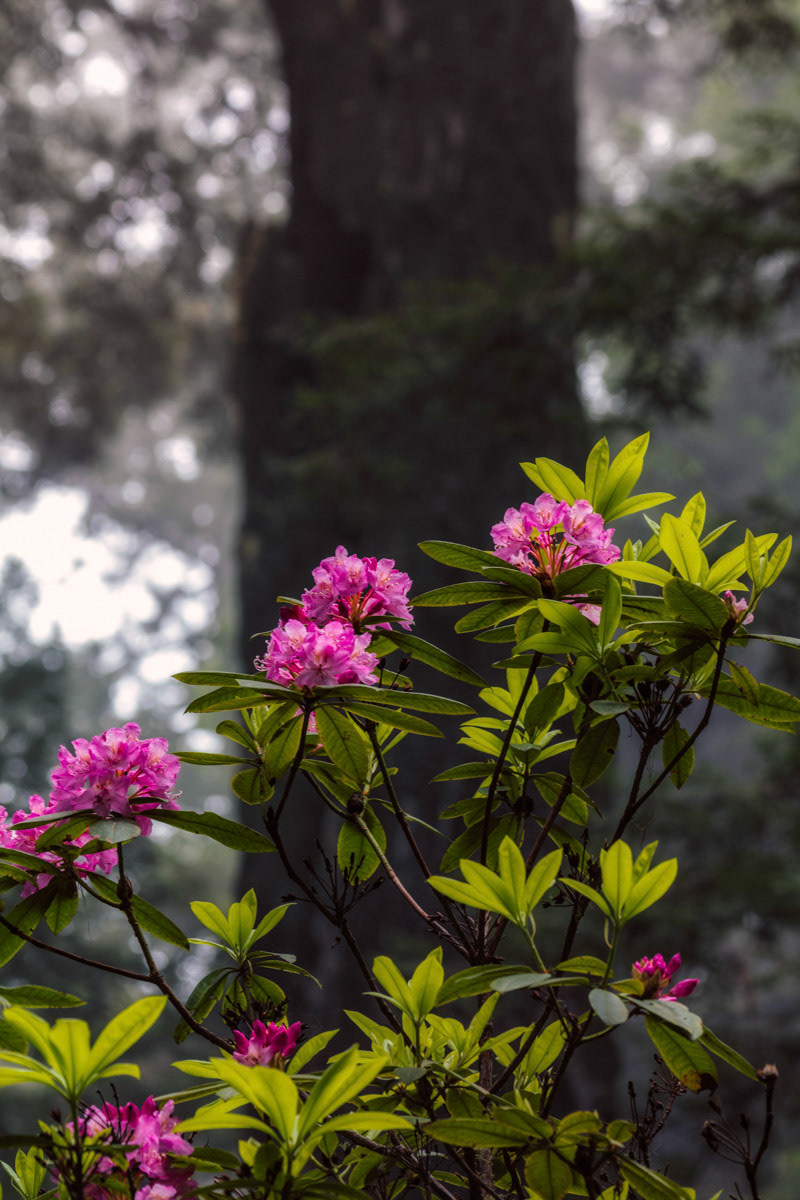 Rhododendron Woods