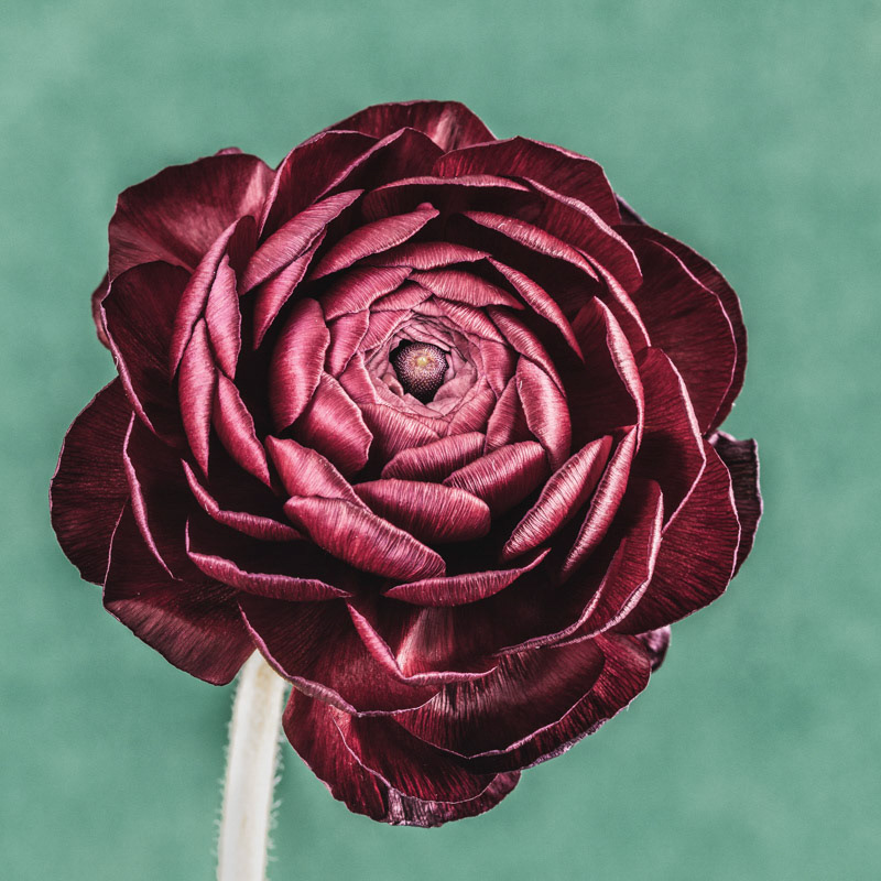 Portrait of a Flower