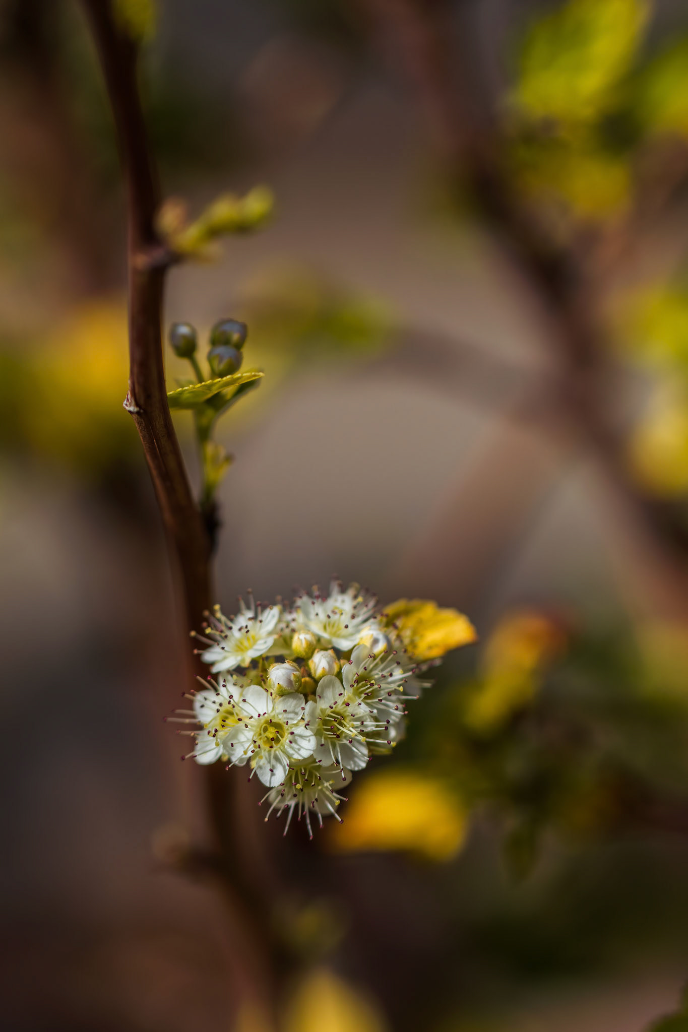 Ninebark Blossom