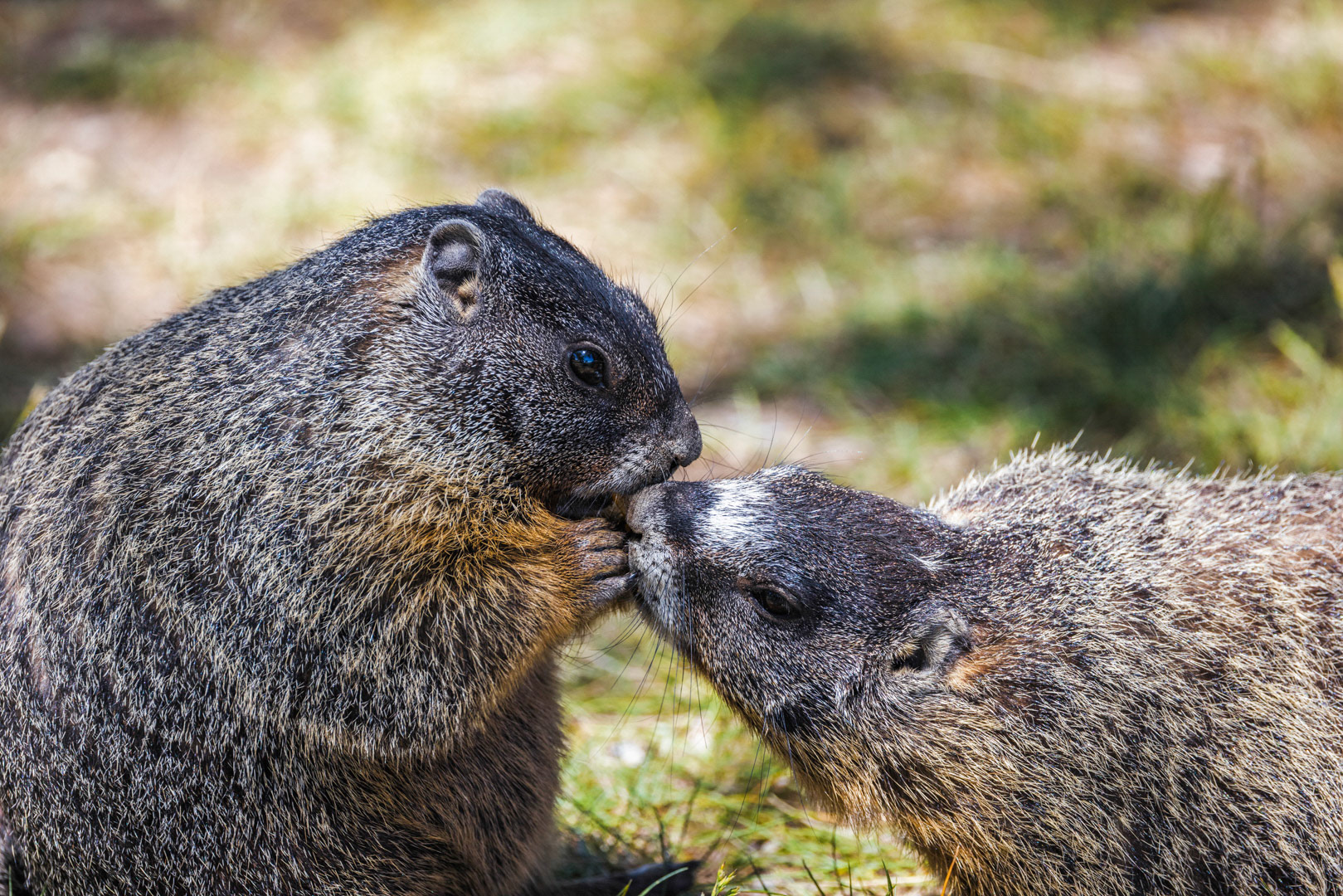 Rockchuck Love - Yellow-bellied Marmot - LaCrosse, WA