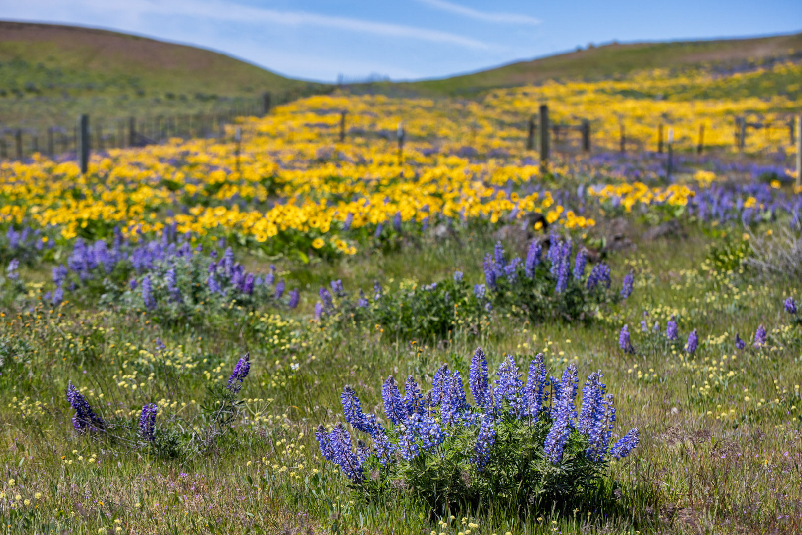 Yellow and Purple - Lupine and Balsamroot - Columbia Hills State Park, WA