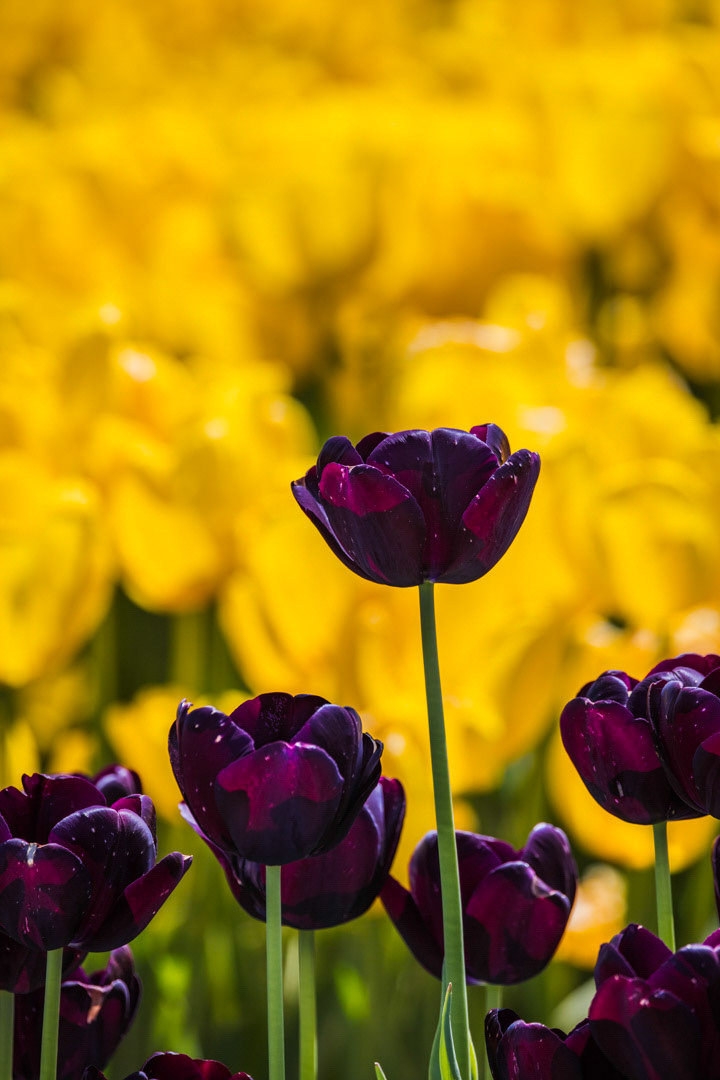 Shadow and Sun - Wooden Shoe Tulip Festival, WA