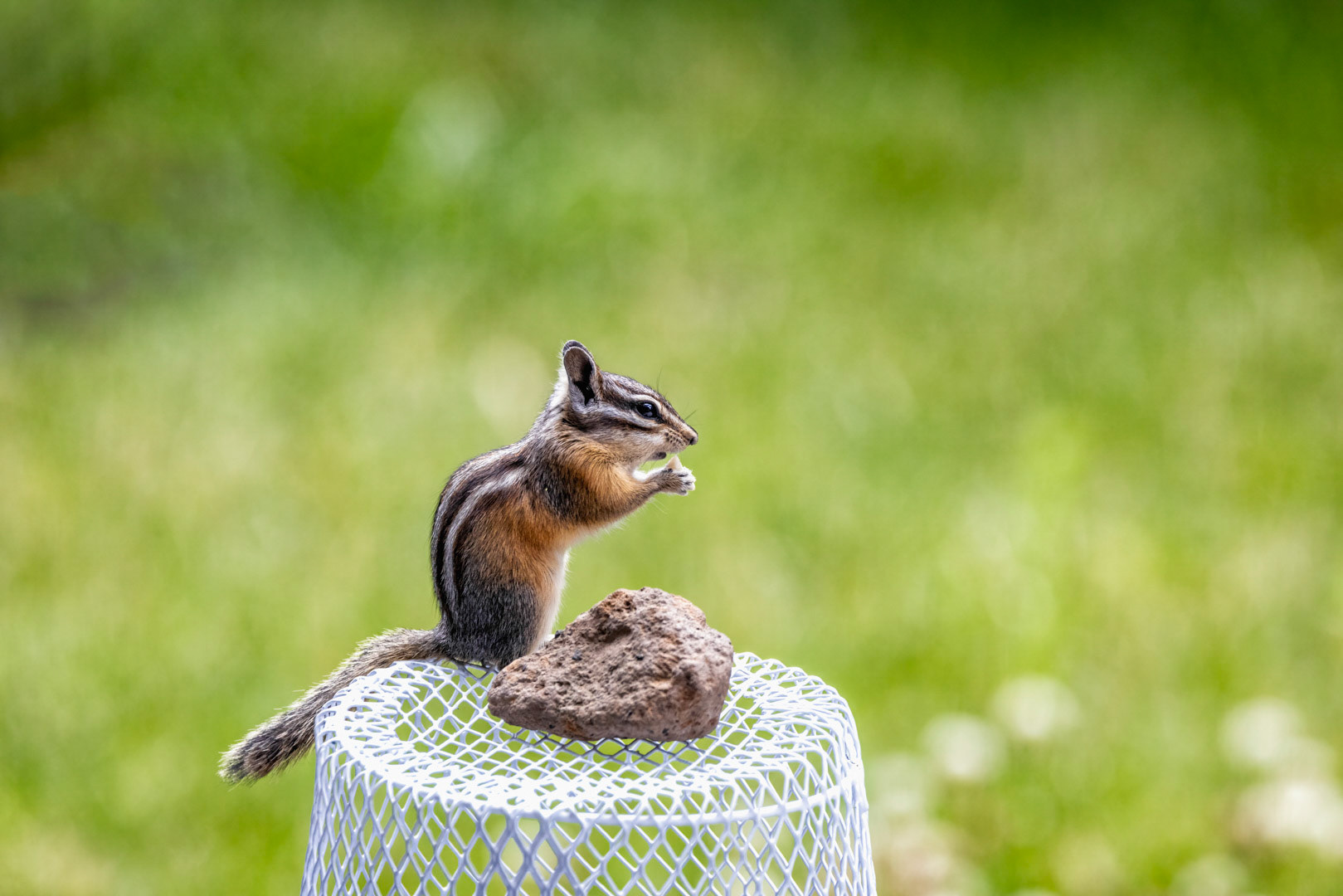 Tiny Snack - Chipmunk - Bend, OR