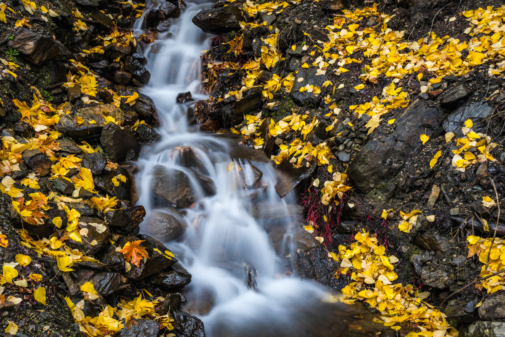 A Fall of Leaves and Water -