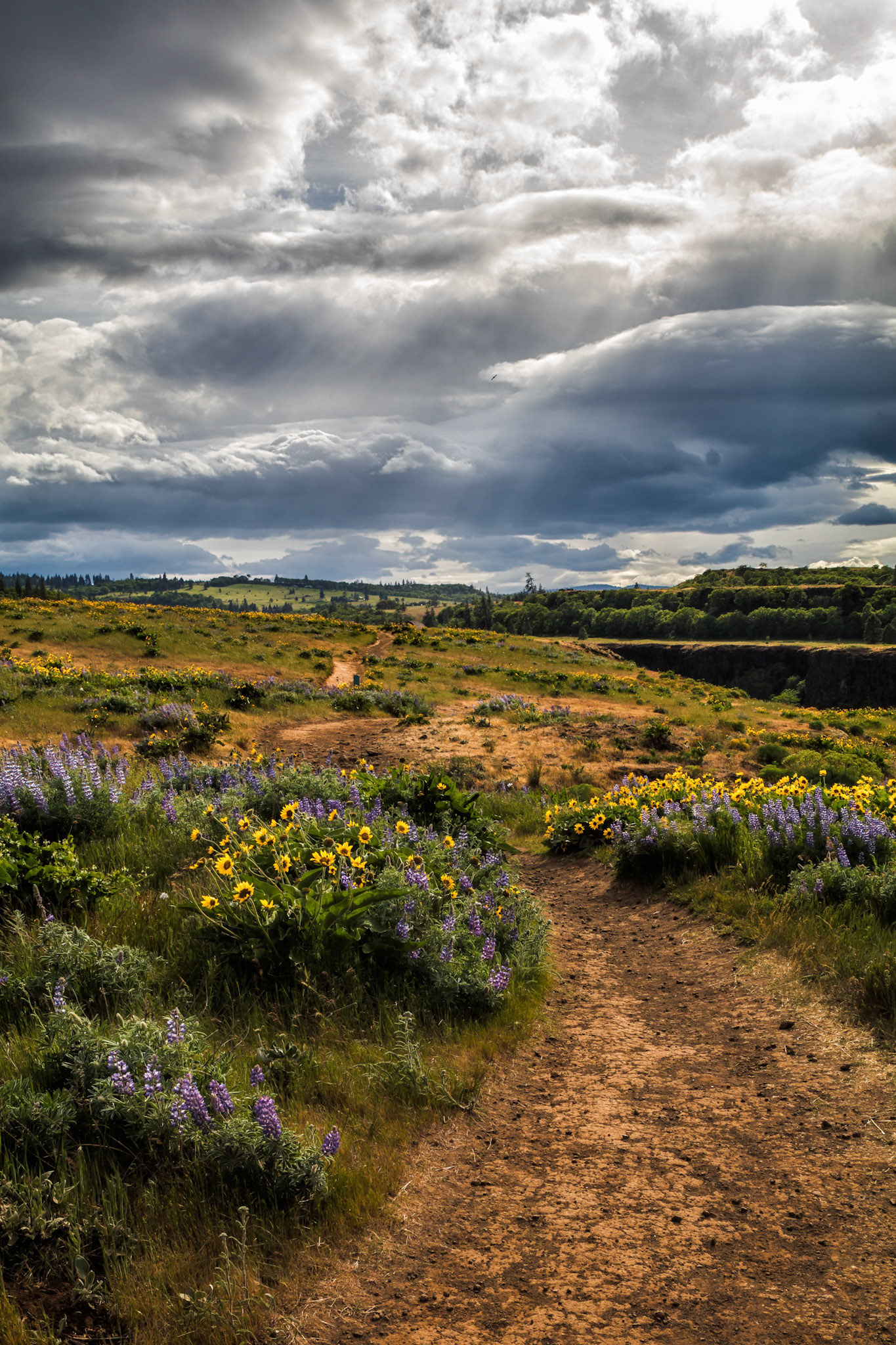 Springtime Trek- MCCall Preserve, OR