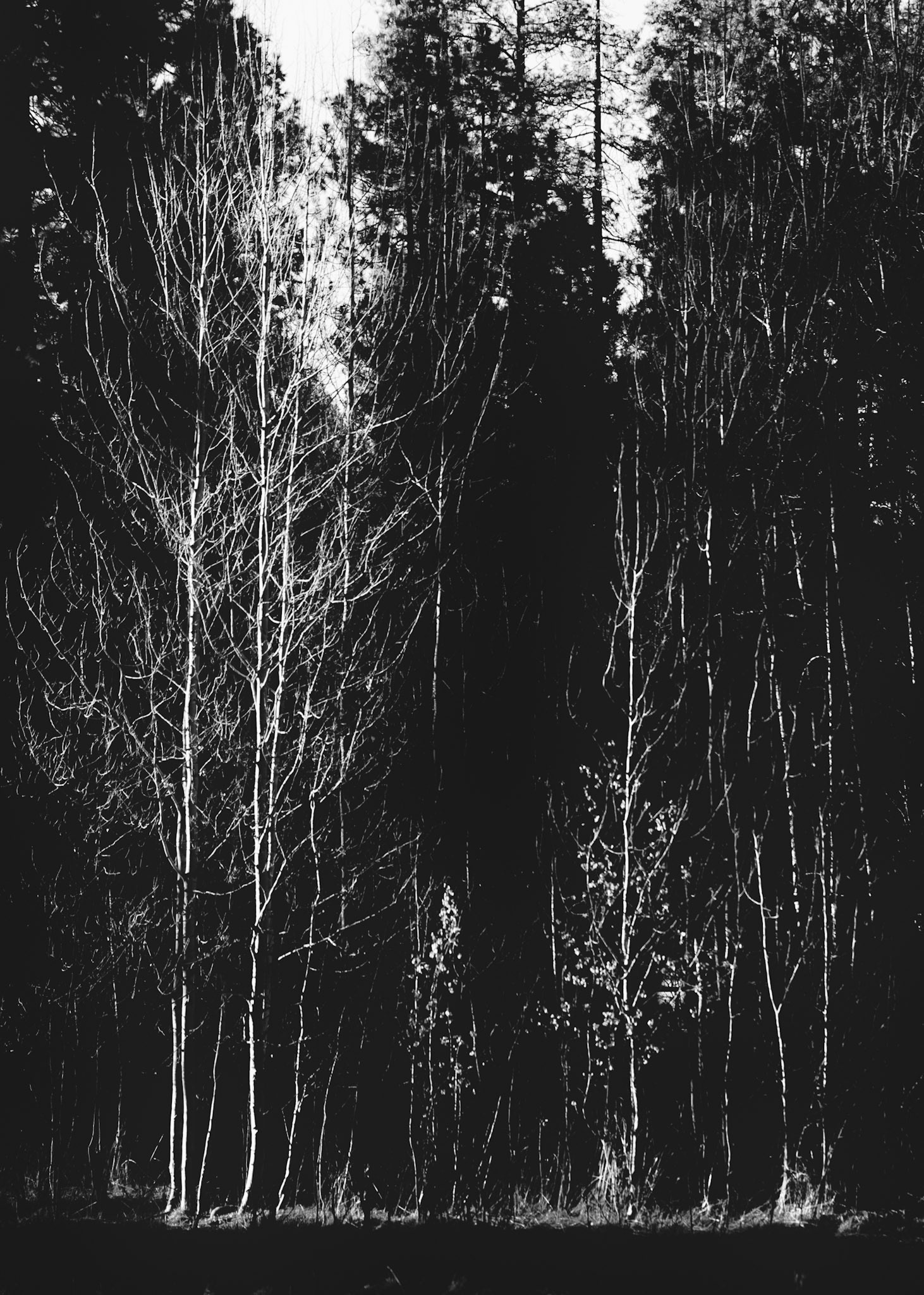 Aspen Grove- Shevlin Park, OR