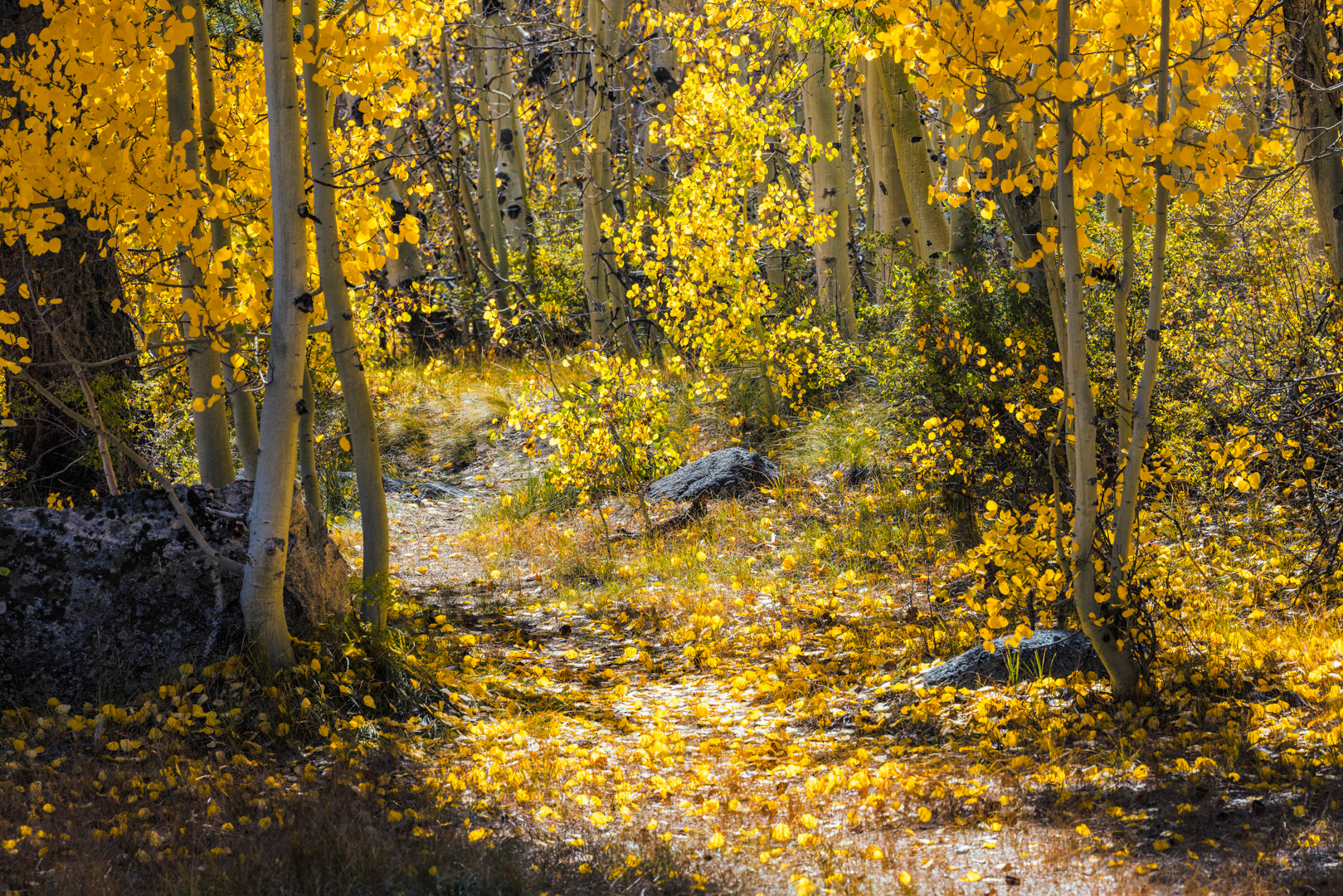 Rain of Gold - Mammoth, CA