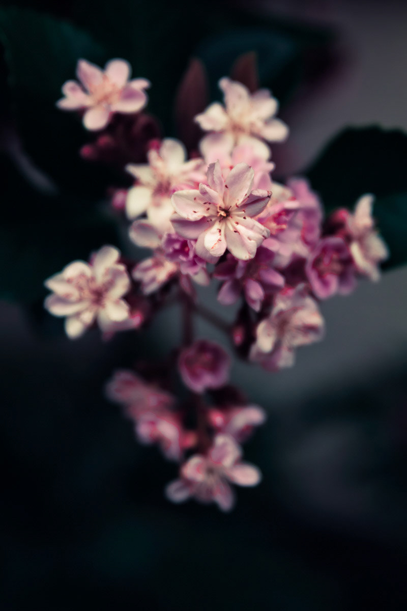 Moody Flowers-Rancho Santa Margarita, CA