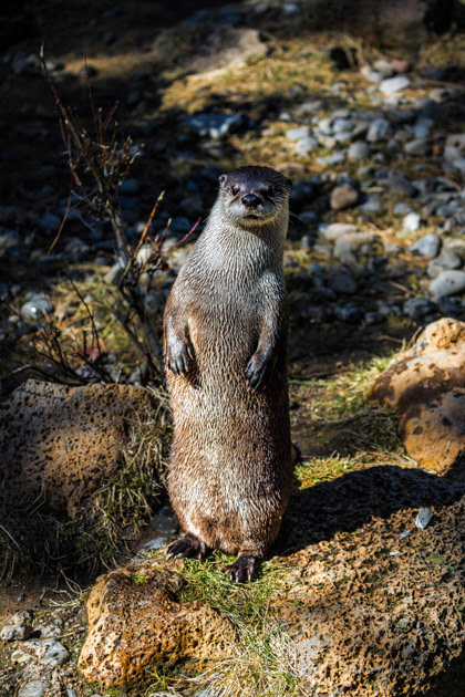 Hello, I am Otter- High Desert Museum, OR