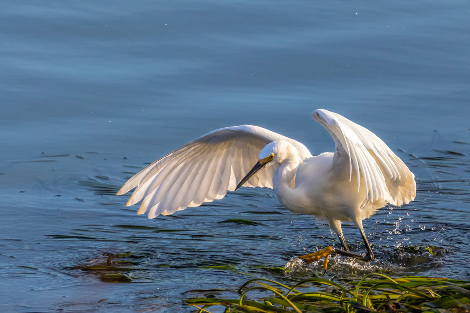A snowy egret hunts the Elkhorn Slough, CA Porcelain Egret
