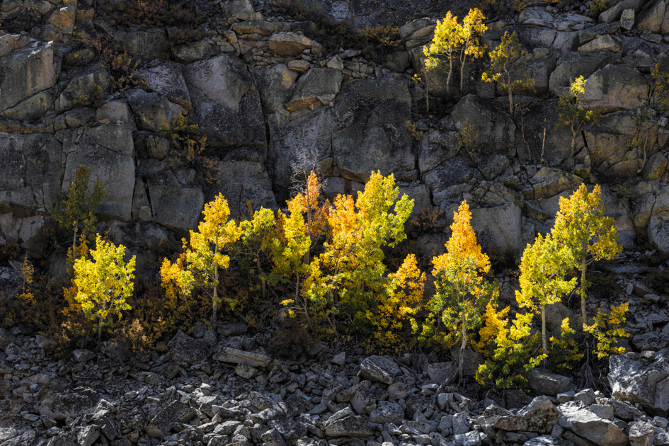 Sun Trees- Mammoth, CA