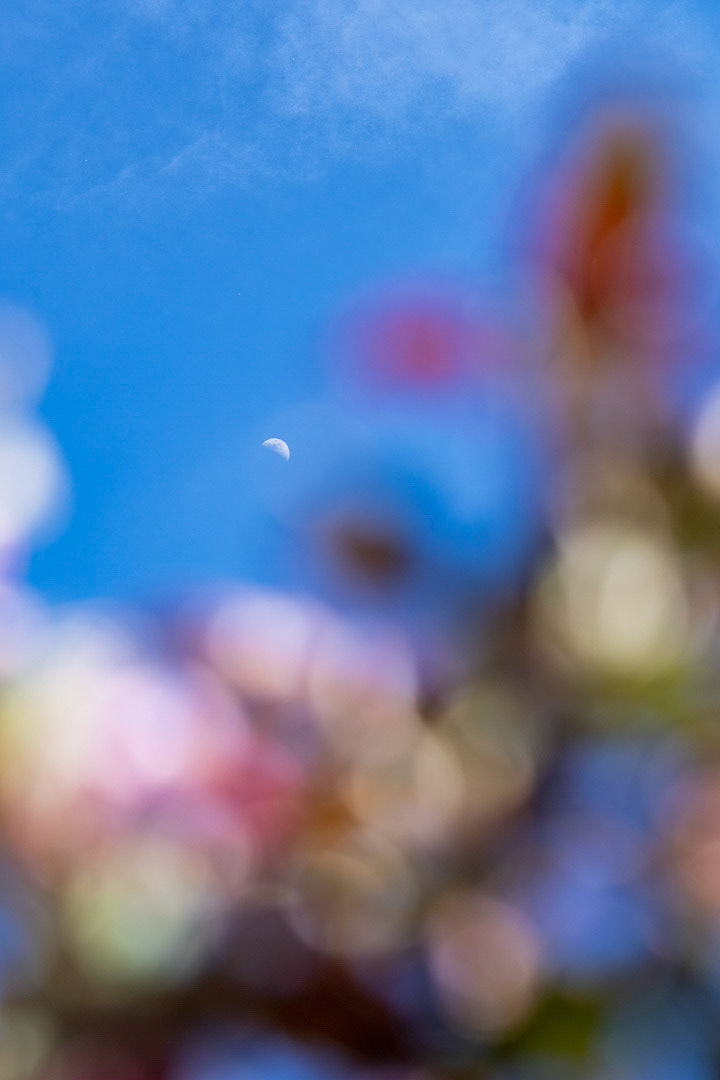 Crabapple Moon - Bend, OR